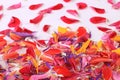 Multicolor bright flower petals Royalty Free Stock Photo