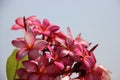 Blooming Colorful Plumeria With Clean Sky Royalty Free Stock Photo