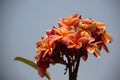 Blooming Colorful Plumeria With Gray Sky Royalty Free Stock Photo