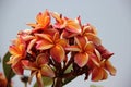 Blossoming Colorful Plumeria With Gray Sky Royalty Free Stock Photo