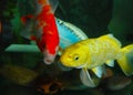 Multicolor Carp Royalty Free Stock Photo