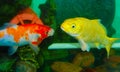 Multicolor Carp Royalty Free Stock Photo