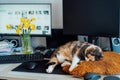 Multicolor cat sleeping on the desk of home based office with IT equipment. Working place with screen, laptop, keyboard Royalty Free Stock Photo
