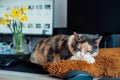 Multicolor cat sleeping on the desk of home based office with IT equipment. Working place with screen, laptop, keyboard Royalty Free Stock Photo