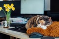 Multicolor cat sleeping on the desk of home based office with IT equipment. Working place with screen, laptop, keyboard and mouse Royalty Free Stock Photo