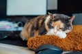 Multicolor cat sleeping on the desk of home based office with IT equipment. Working place with screen, laptop, keyboard Royalty Free Stock Photo