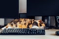 Multicolor cat sleeping on working desk at home-based office with IT equipment. Work place with few screens, keyboard Royalty Free Stock Photo