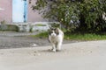 A multicolor cat walks along the road. Sunny summer day. Domestic or wild dirty cat goes towards on the asphalt Royalty Free Stock Photo