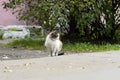 A multicolor cat walks along the road. Sunny summer day. Homemade or wild messy cotsid Royalty Free Stock Photo