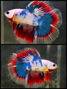 Multicolor Crowntail Betta Fish Royalty Free Stock Photo