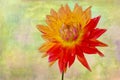 Multicolor dahlia flower,textured background Royalty Free Stock Photo