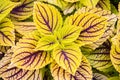 Multicolor decorative plant - coleus;