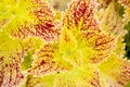 Multicolor decorative plant - coleus