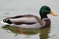 Multicolor duck swimming in the lake. Autumn colors. Grey water