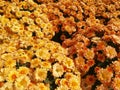 Multicolor fall mums Royalty Free Stock Photo