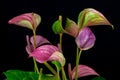 Multicolor flamingo flowers