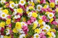 Multicolor Flower background