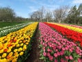 Multicolor Tulip Field Royalty Free Stock Photo