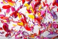 Multicolor flower petals Royalty Free Stock Photo