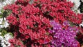 Flowering rhododendron with group of red and purple japanes azaleas.