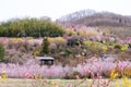 Multicolor flowering trees covering the hillside,Hanamiyama Park,Fukushima,Tohoku,Japan.