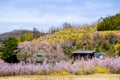 Multicolor flowering trees covering the hillside,Hanamiyama Park,Fukushima,Tohoku,Japan.