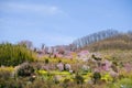 Multicolor flowering trees covering the hillside,Hanamiyama Park,Fukushima,Tohoku,Japan.