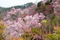 Multicolor flowering trees covering the hillside,Hanamiyama Park,Fukushima,Tohoku,Japan.