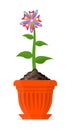 Multicolor fresh flower in a orange pot. Vector Illustration.