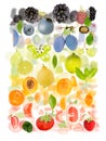 Multicolor Fruit Abstract Mix Royalty Free Stock Photo