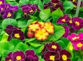 Multicolor Garden Primula Flowers in garden store center. Primrose Primula Vulgaris blossoms in rows. Primrose Primula Vulgaris Royalty Free Stock Photo