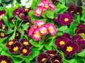 Multicolor Garden Primula Flowers in garden store center. Primrose Primula Vulgaris blossoms in rows. Vivid flowerscape, flat lay Royalty Free Stock Photo