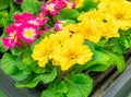 Multicolor Garden Primula Flowers in garden store center. Primrose Primula Vulgaris blossoms in rows. Vivid flowerscape, flat lay Royalty Free Stock Photo