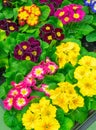 Multicolor Garden Primula Flowers in garden store center. Primrose Primula Vulgaris blossoms in rows. Vivid flowerscape, flat lay Royalty Free Stock Photo