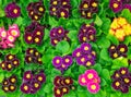 Multicolor Garden Primula Flowers in garden store center. Primrose Primula Vulgaris blossoms in rows. Vivid flowerscape, flat lay Royalty Free Stock Photo