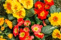 Multicolor Garden Primula Flowers top view. Primrose Primula Vulgaris blossom. Plants in spring garden. Blooming colorful flowers. Royalty Free Stock Photo