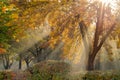 golden autumn. natural sun rays in a light morning fog make their way through branches and lined trees in an autumn city park