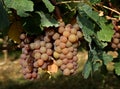 Multicolor grape of Pinot Gris hanging on vine