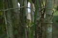 A multicolor green grasshopper sitting vertically on top of a stem Royalty Free Stock Photo