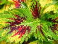 Multicolor Leaves Abstract Nature Background - Hybrid Coleus Blumei - Plectranthus Scutellarioides Royalty Free Stock Photo