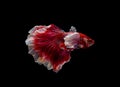 Multicolor with main pink and white Siamese betta elephant ear fighting fish swim to move body in fresh water also look aggressive Royalty Free Stock Photo