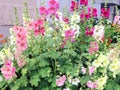 Multicolor Mallow Flowers Royalty Free Stock Photo