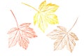Colored maple leaves painted by hand. A natural element Royalty Free Stock Photo