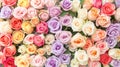 Multicolor pastel roses for bridal arrangement Royalty Free Stock Photo