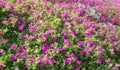 Multicolor of Petunia Flowers at Cameron Highlands Royalty Free Stock Photo