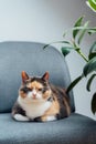 Multicolor pleased, well-fed cat pet Lounging on the gray fabric Arm Chair Near green ficus Plant. Fluffy cat in a minimalist