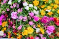 multicolor of Portulaca grandiflora flower blooming in garden Royalty Free Stock Photo