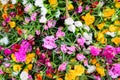 multicolor of Portulaca grandiflora flower blooming in garden Royalty Free Stock Photo