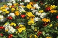 Multicolor primrose `polianthus` in a flowerbed Royalty Free Stock Photo