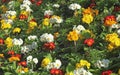 Multicolor primrose `polianthus` in a flowerbed Royalty Free Stock Photo